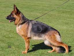 public/dog_images/443/1719240544.Hilary von der Piste Trophe.jpg